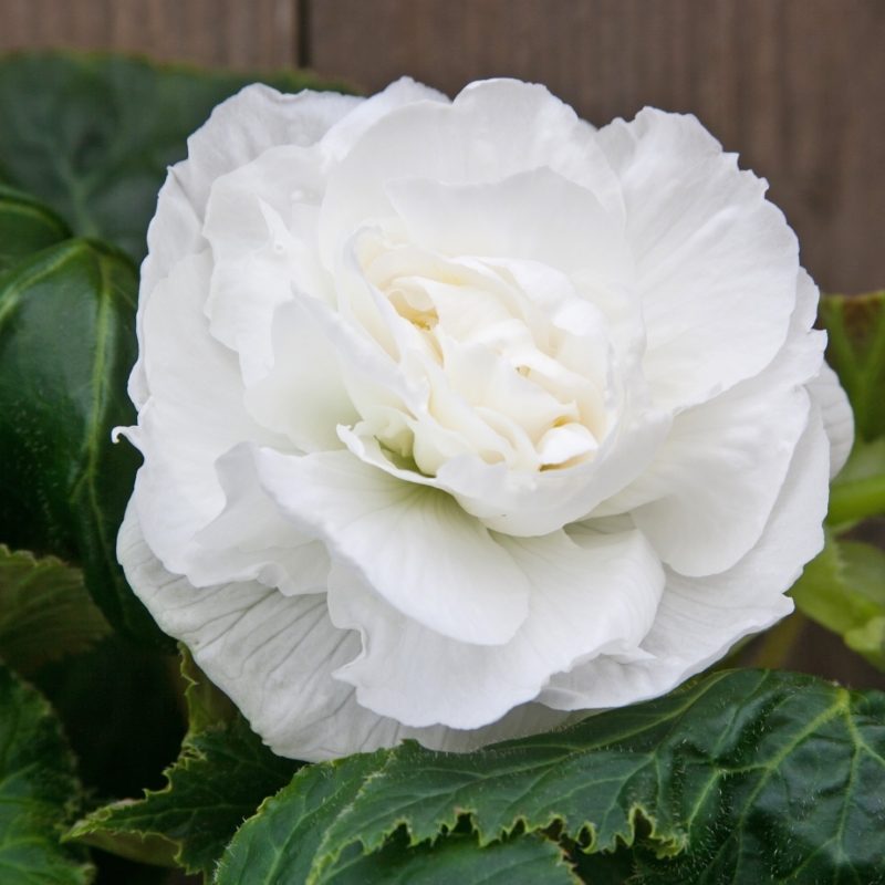 Bégonia double blanc