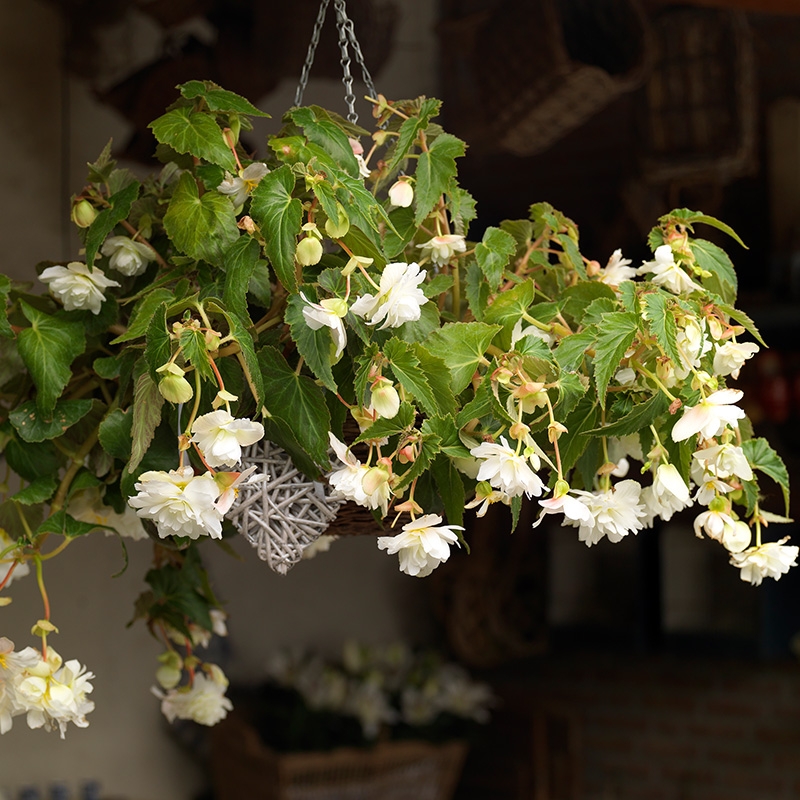 Bégonia pendula blanc