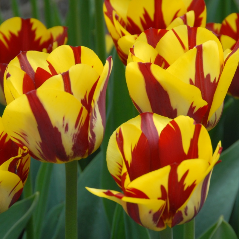 Tulipe Helmar