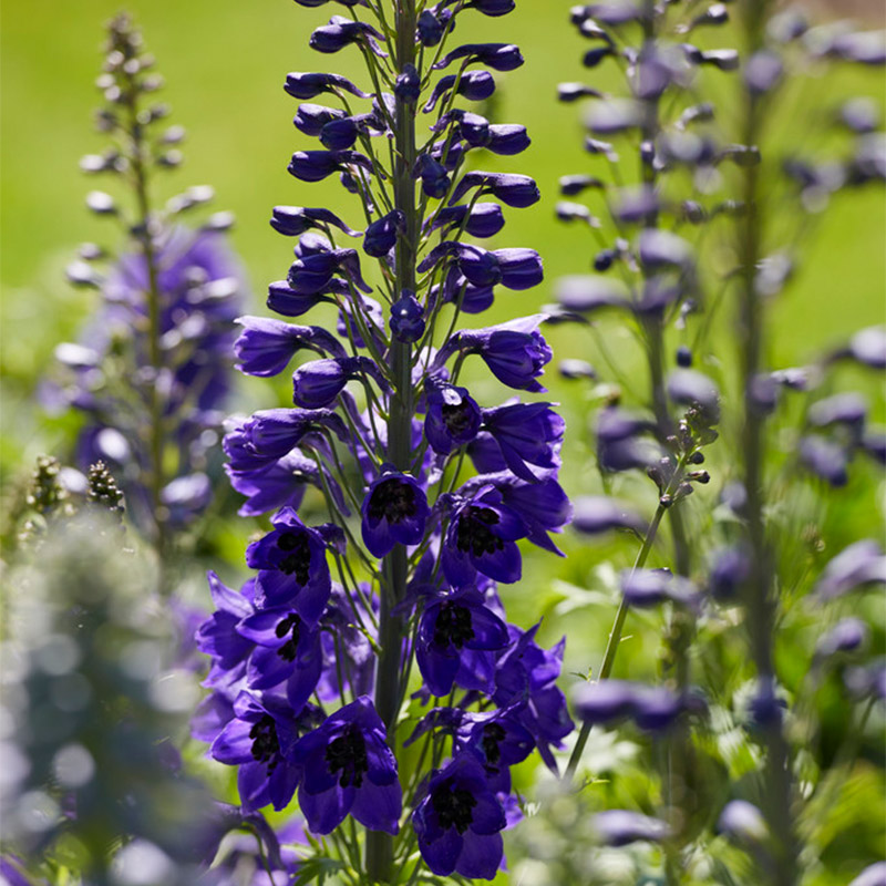 Dauphinelle (Delphinium) 'Black Knight'