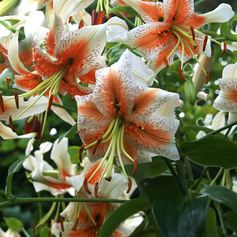 Lilium Lady Alice