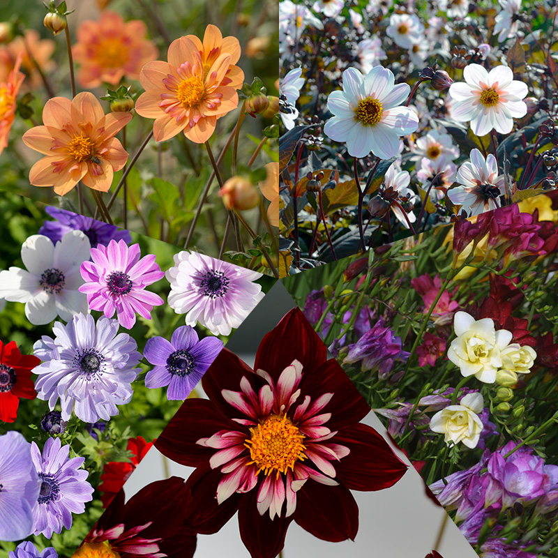 Collection de bulbes “Jardin d'abeilles multicolore“