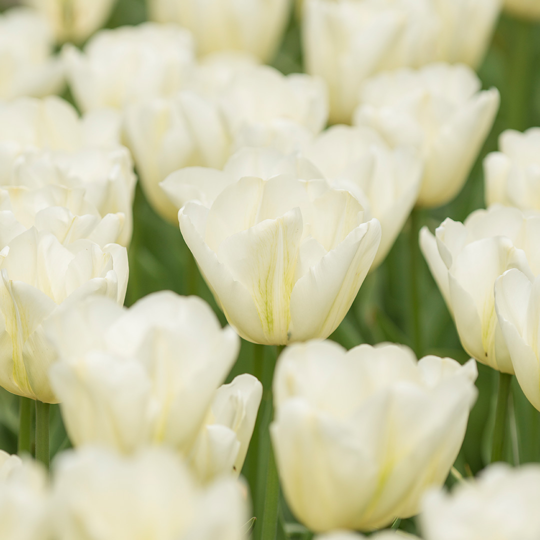 Tulp Green Spirit