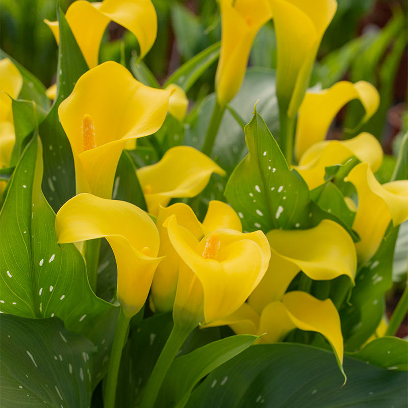 Zantedeschia Sunclub®