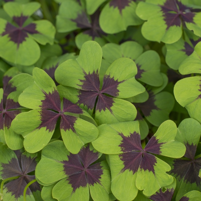 Oxalis deppei Iron Cross