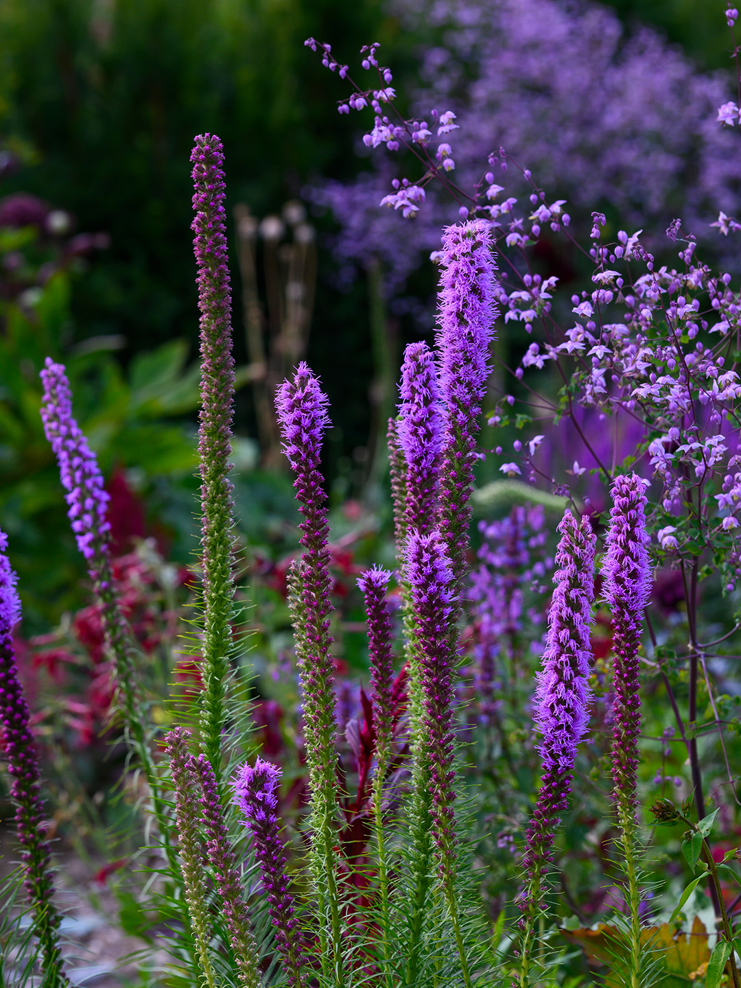 Plume du kansas (Liatris) Spicata