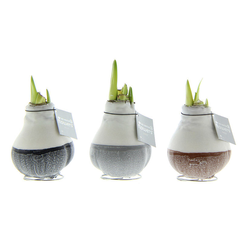 Wax Amaryllis Collection Dipz