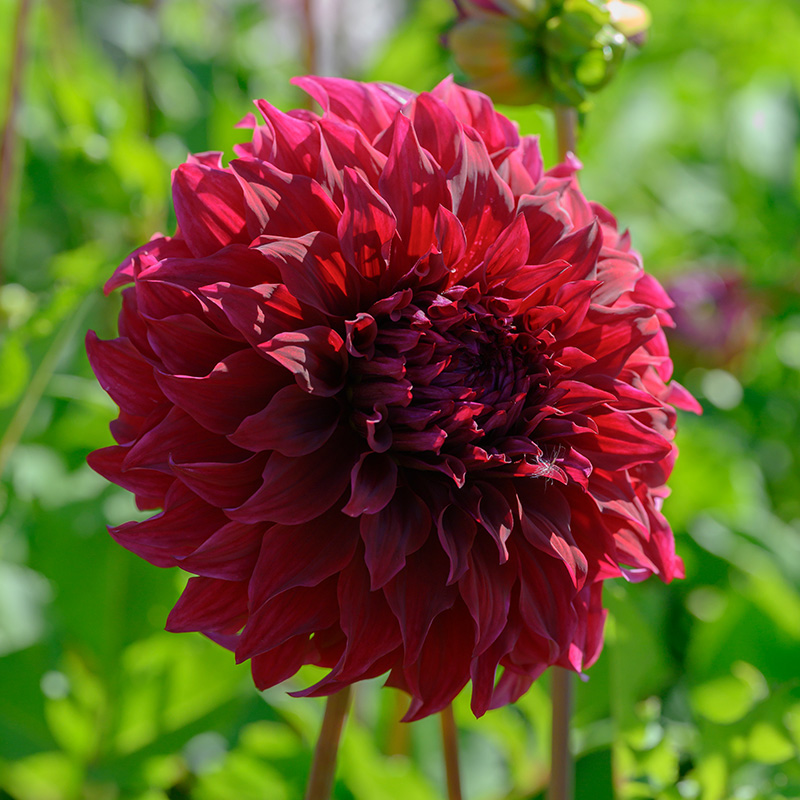 Dahlia Spartacus