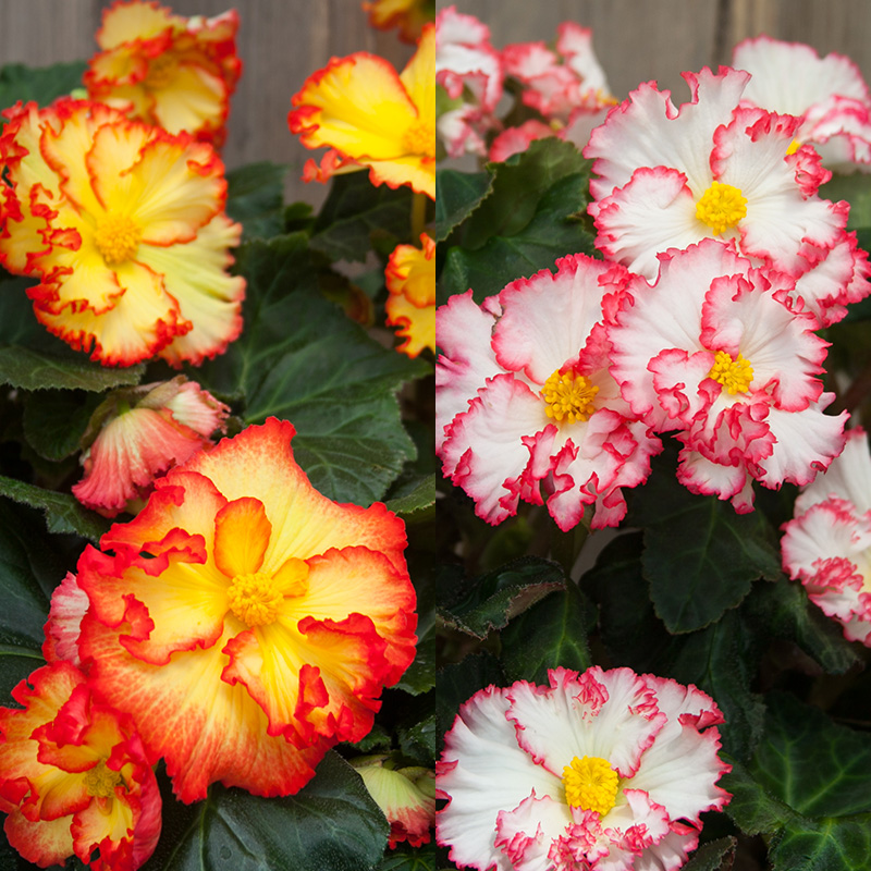 Bégonia crispa mélange