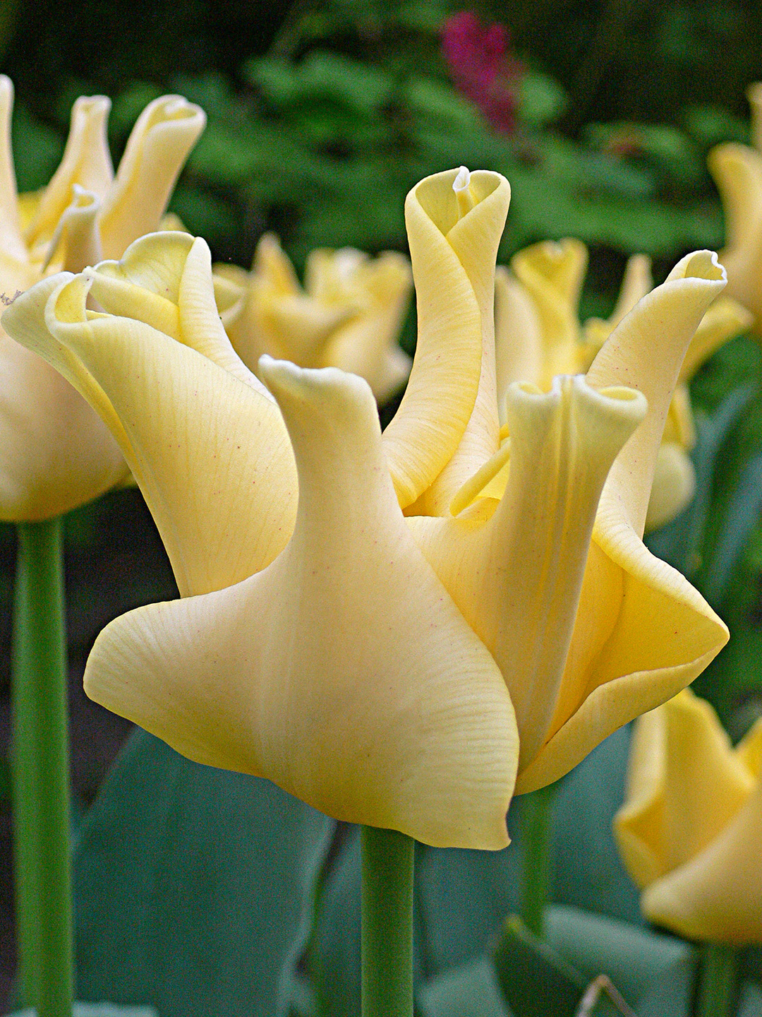 Tulipe Yellow Crown