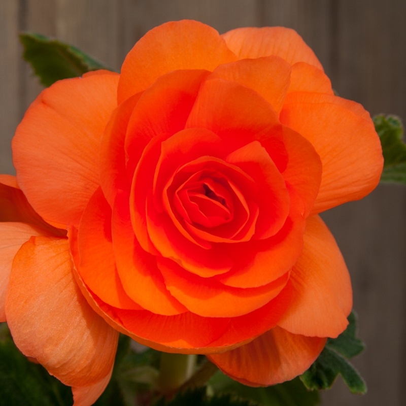 Bégonia double orange