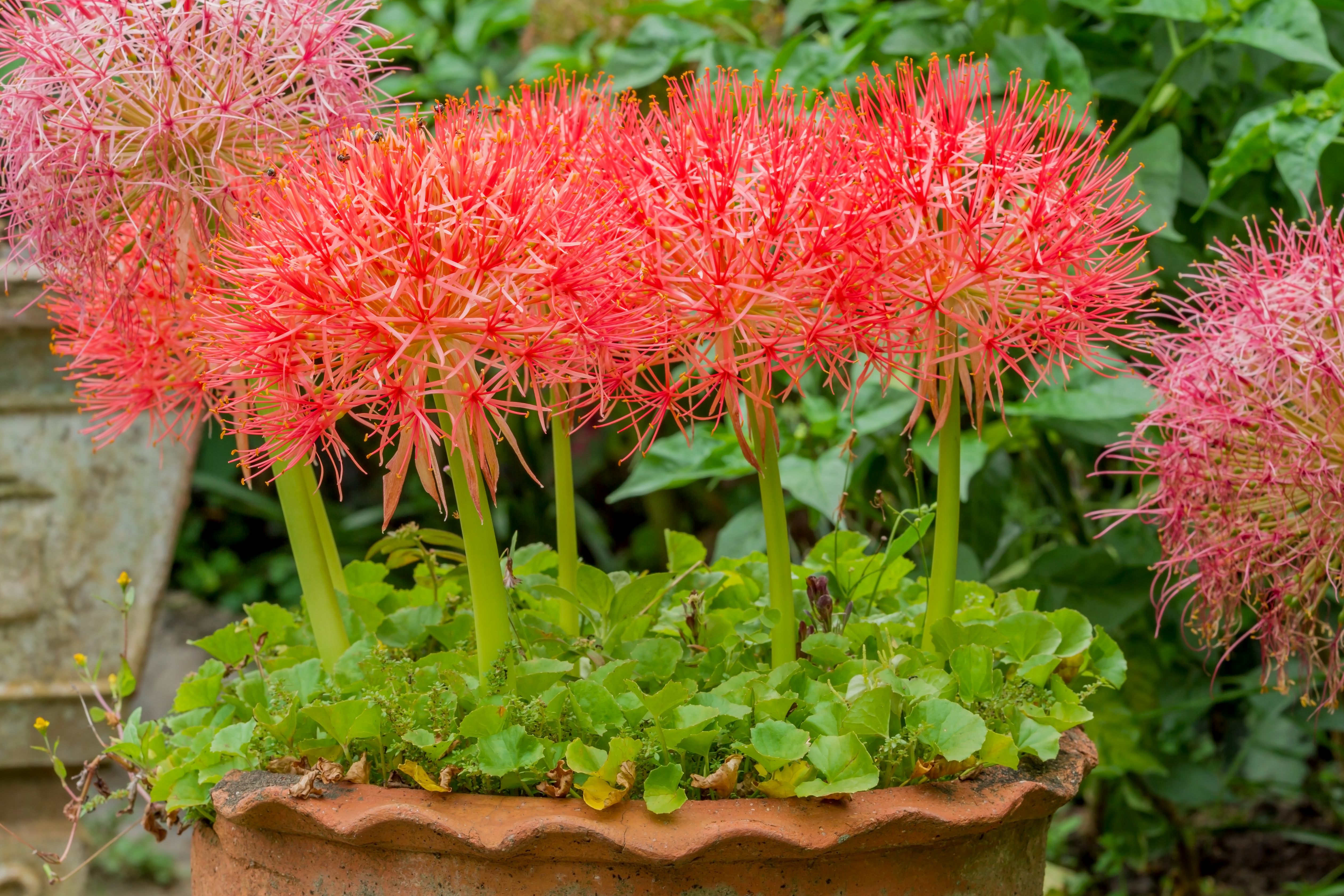 Scadoxus Multiflorus ssp. Multiflorus