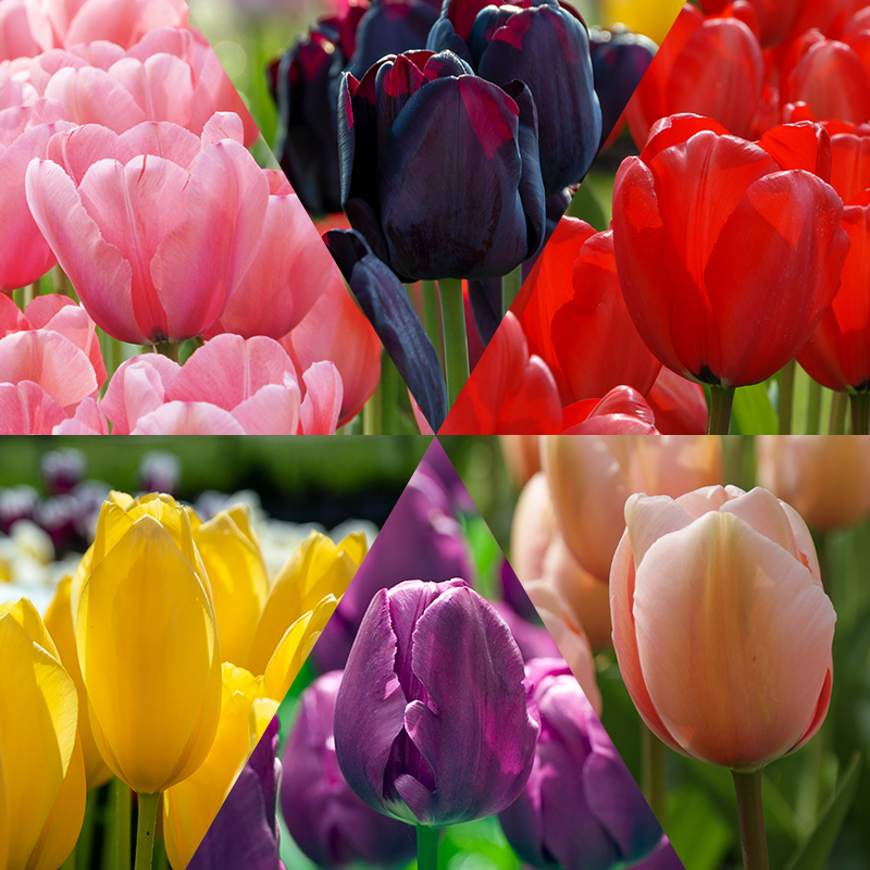 Tulipes collection "Flower Classics"