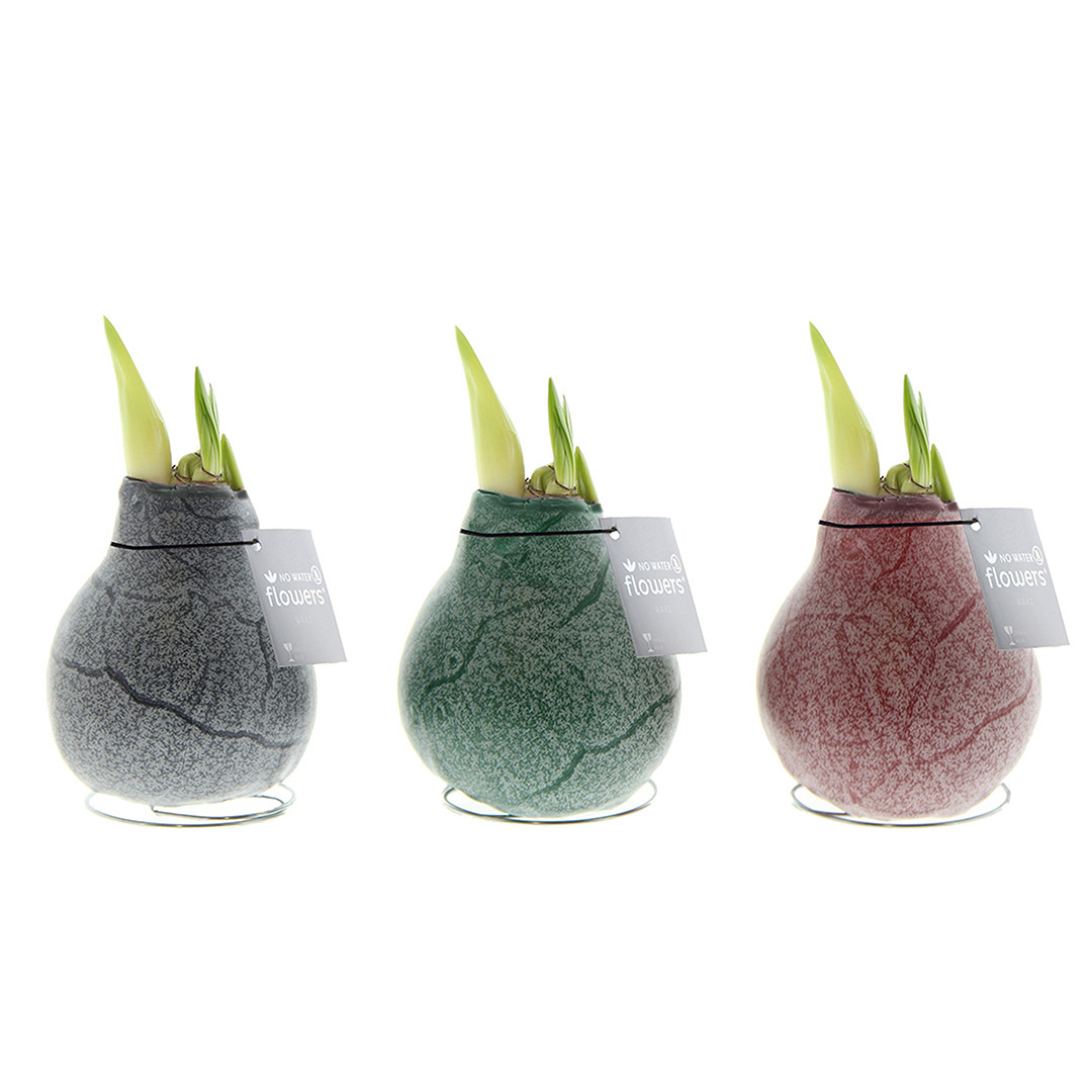 Wax Amaryllis Collection Marble