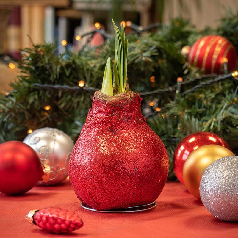 Wax Amaryllis Glitterz Rouge en tube