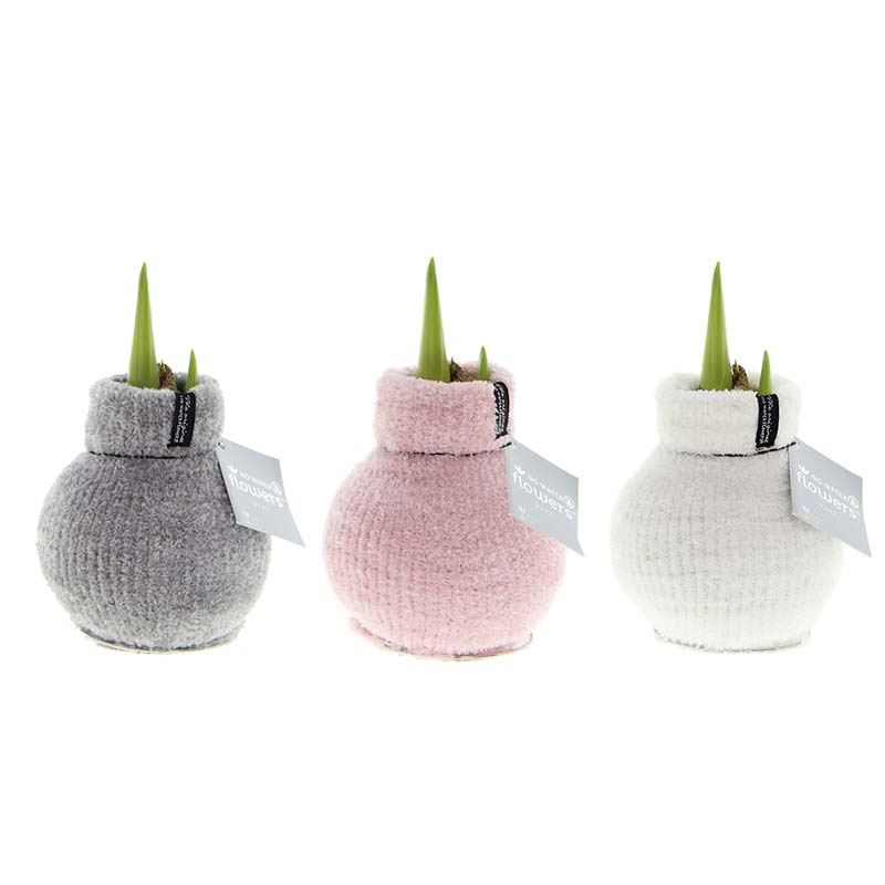 Wax Amaryllis Mix Fashionz Cozy Fluffy