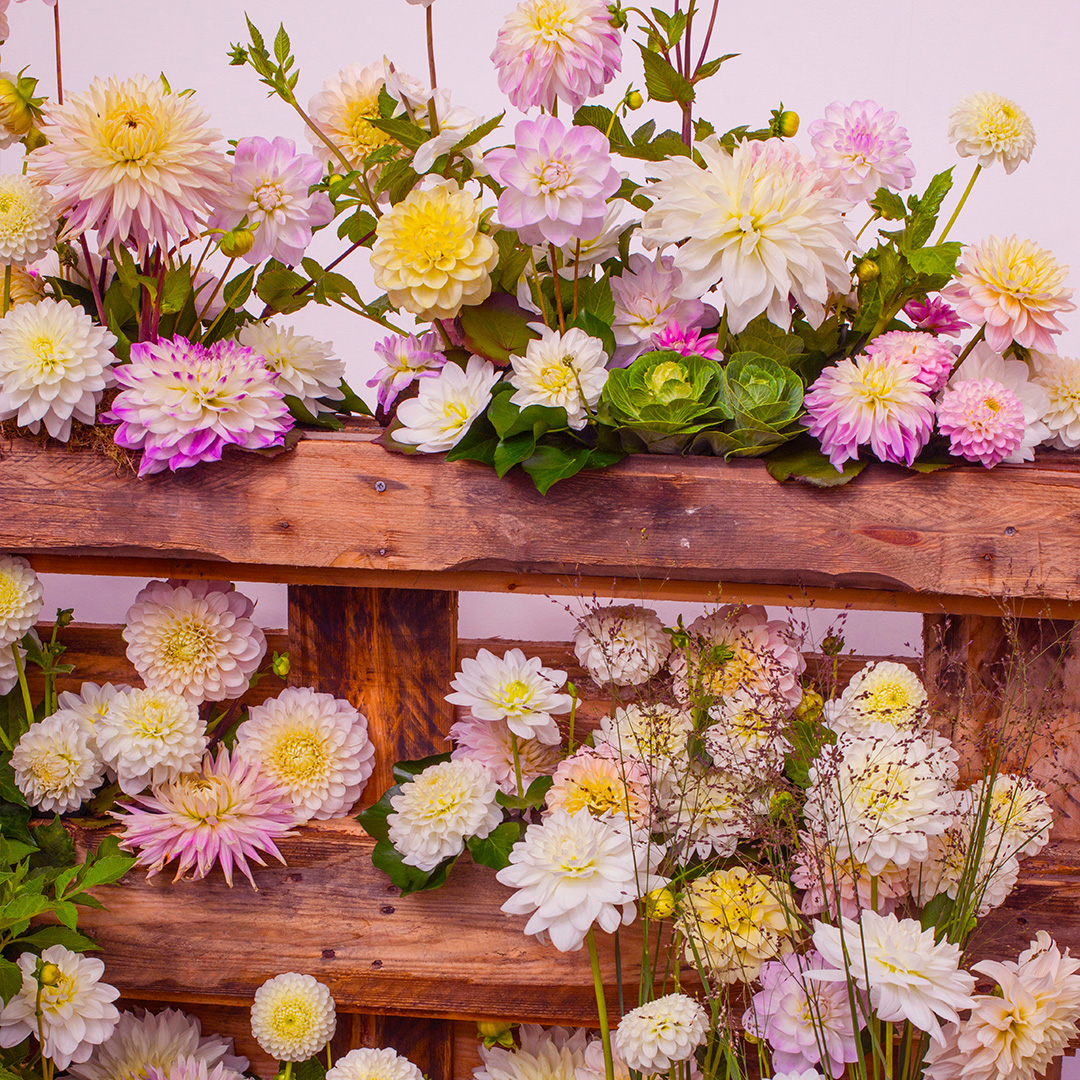 Pastel et Blanc Dahlia mélange