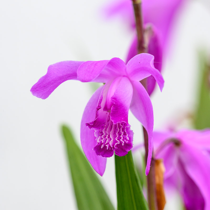 Orchidée jacinthe - Bletilla striata