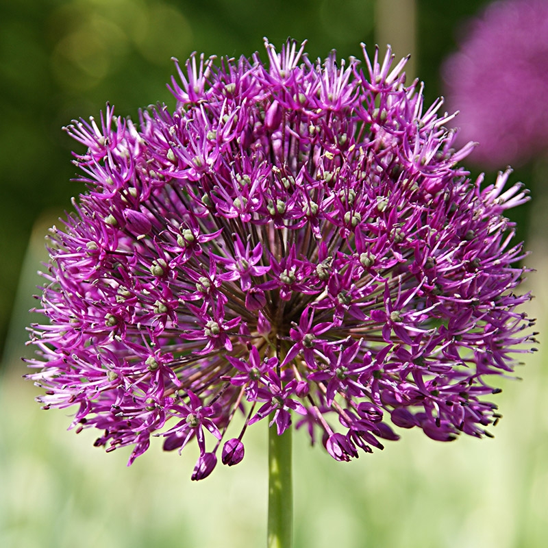 Emballage XL Allium Purple Sensation