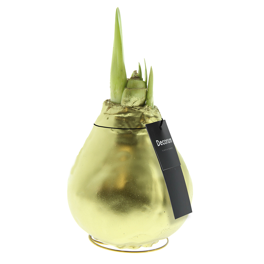 Wax Amaryllis XL Goud