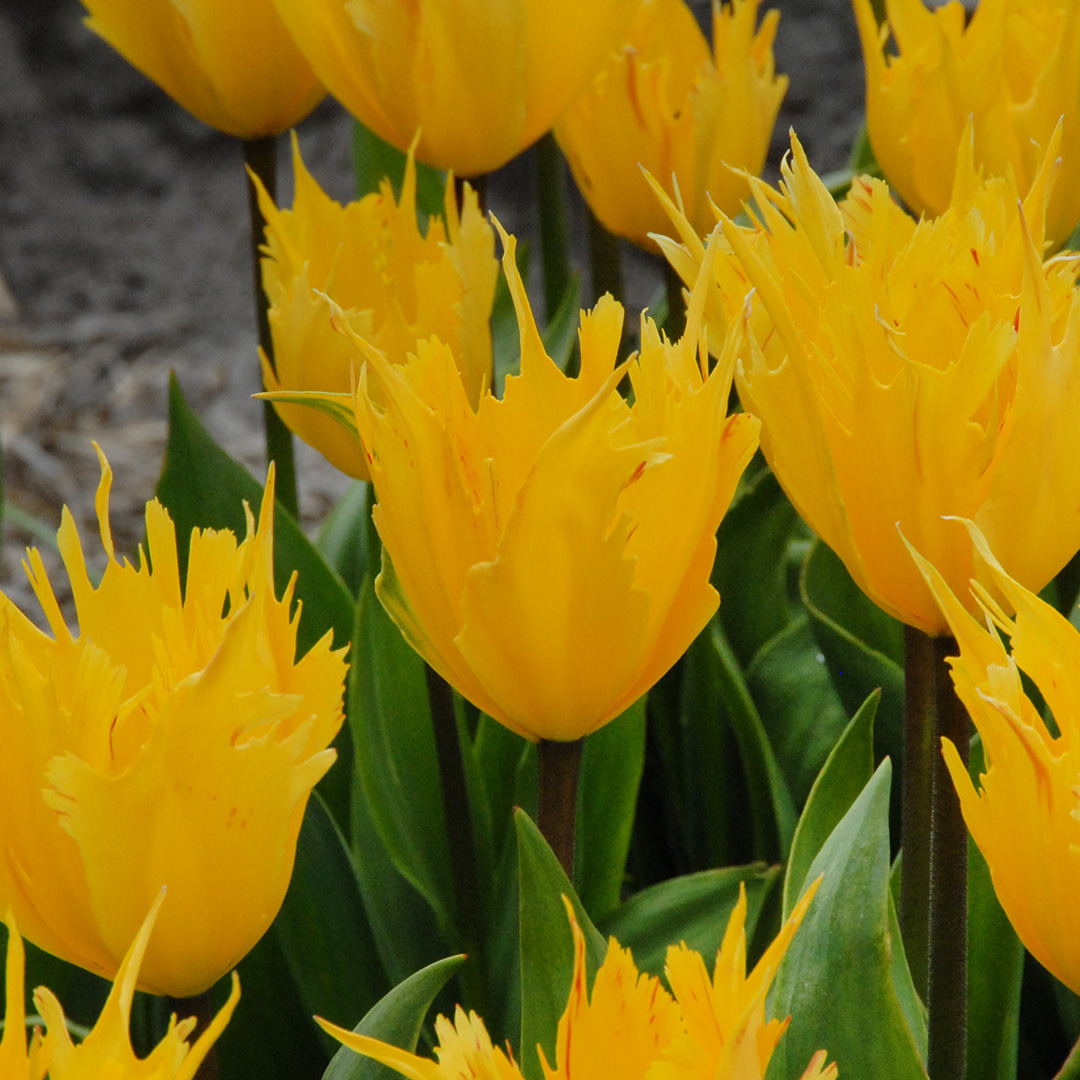 Tulipa Golden Leo