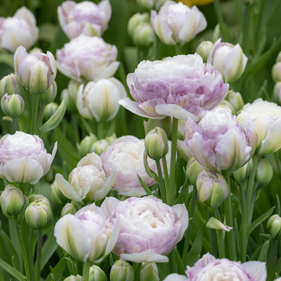 Tulp Double Surprise
