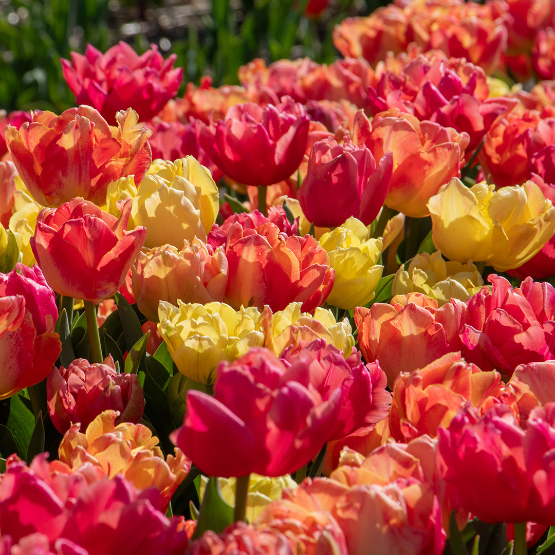Tulpenmix "Symbiose"