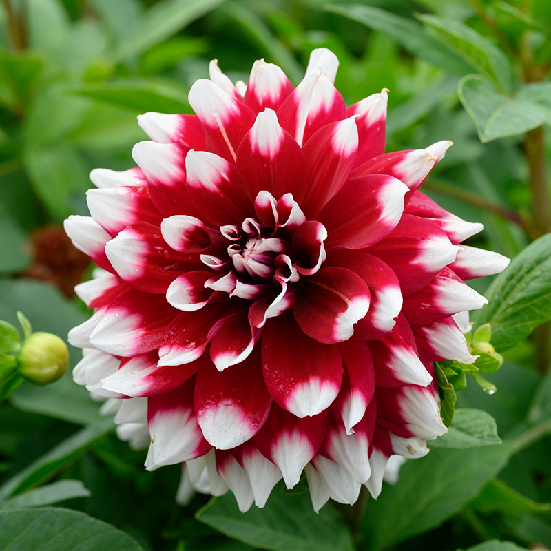 Dahlia Mystery Day