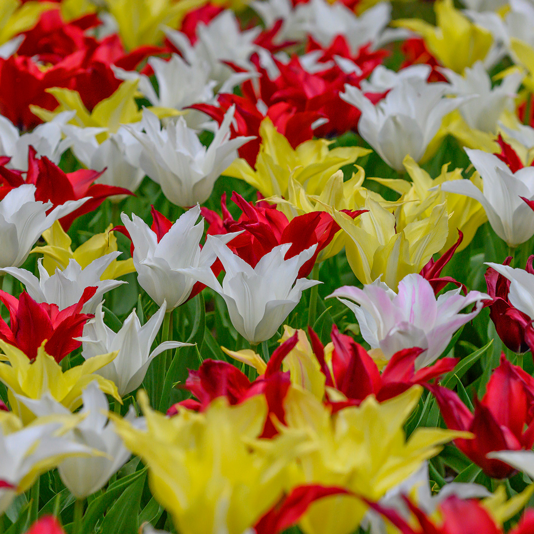 Bloembollenpakket Tulpen "Très Chic Festival"