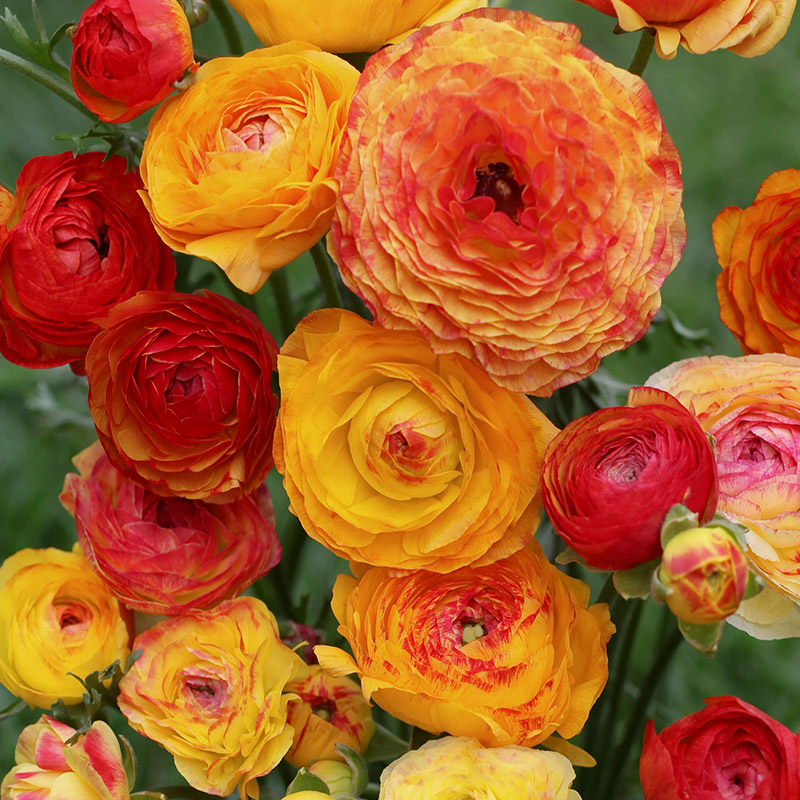 Ranunculus picotee Orange