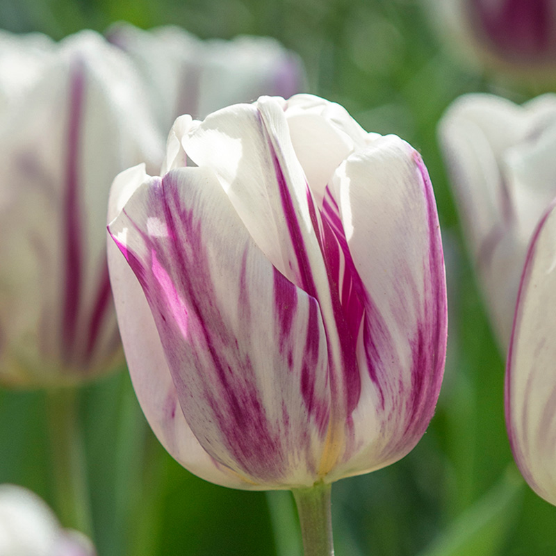 Tulipa Flaming Flag®