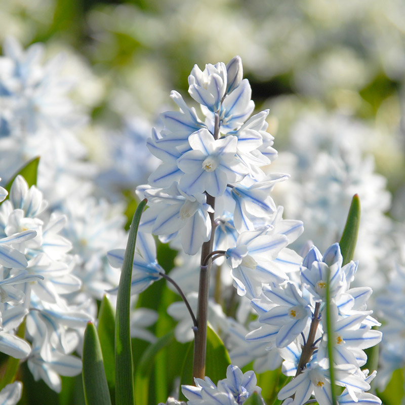 Puschkinia libanotica