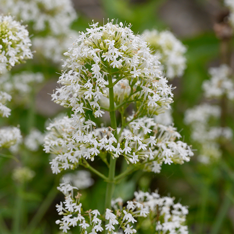 Centranthe blanc (Centranthus ruber Albus)