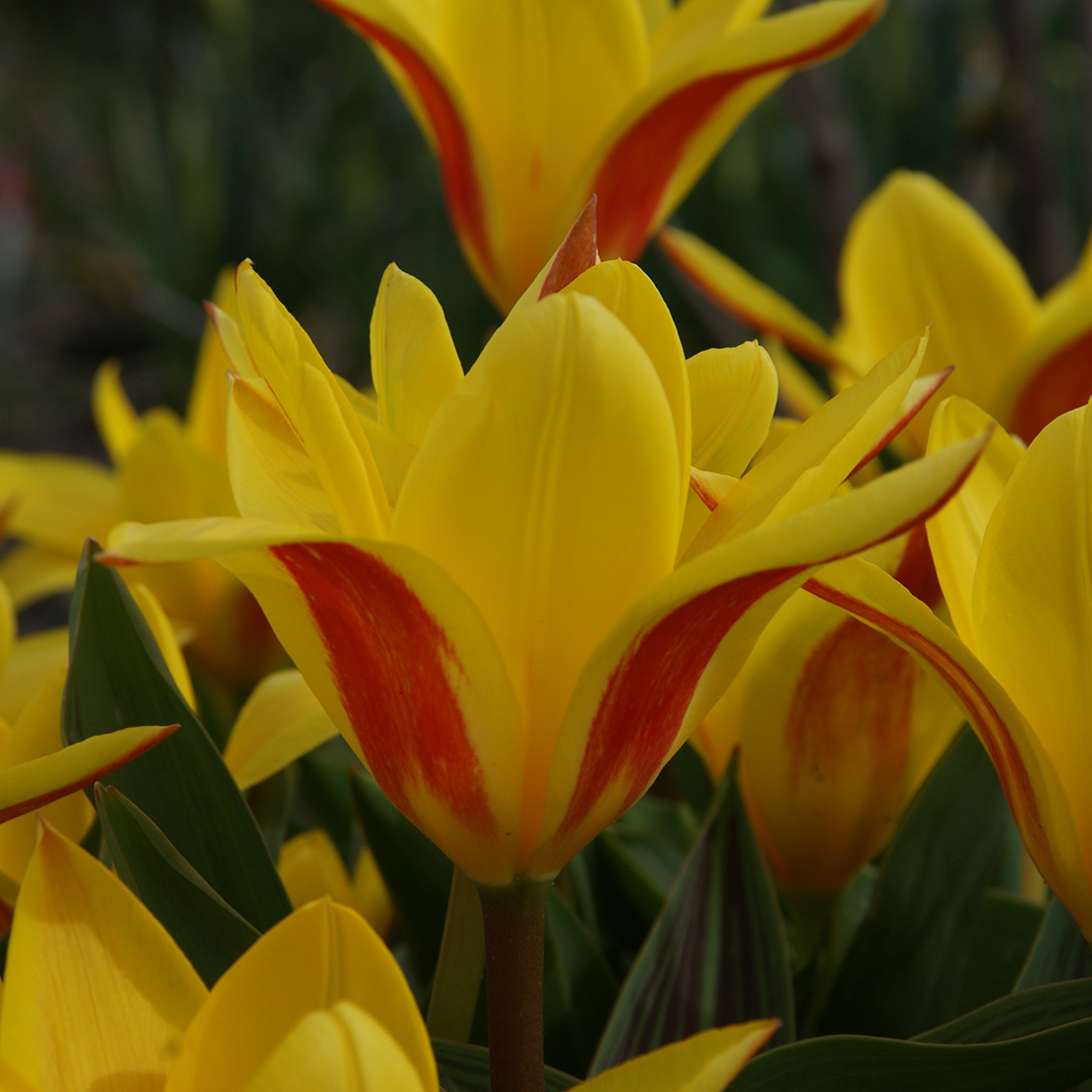 Tulip Giuseppe Verdi