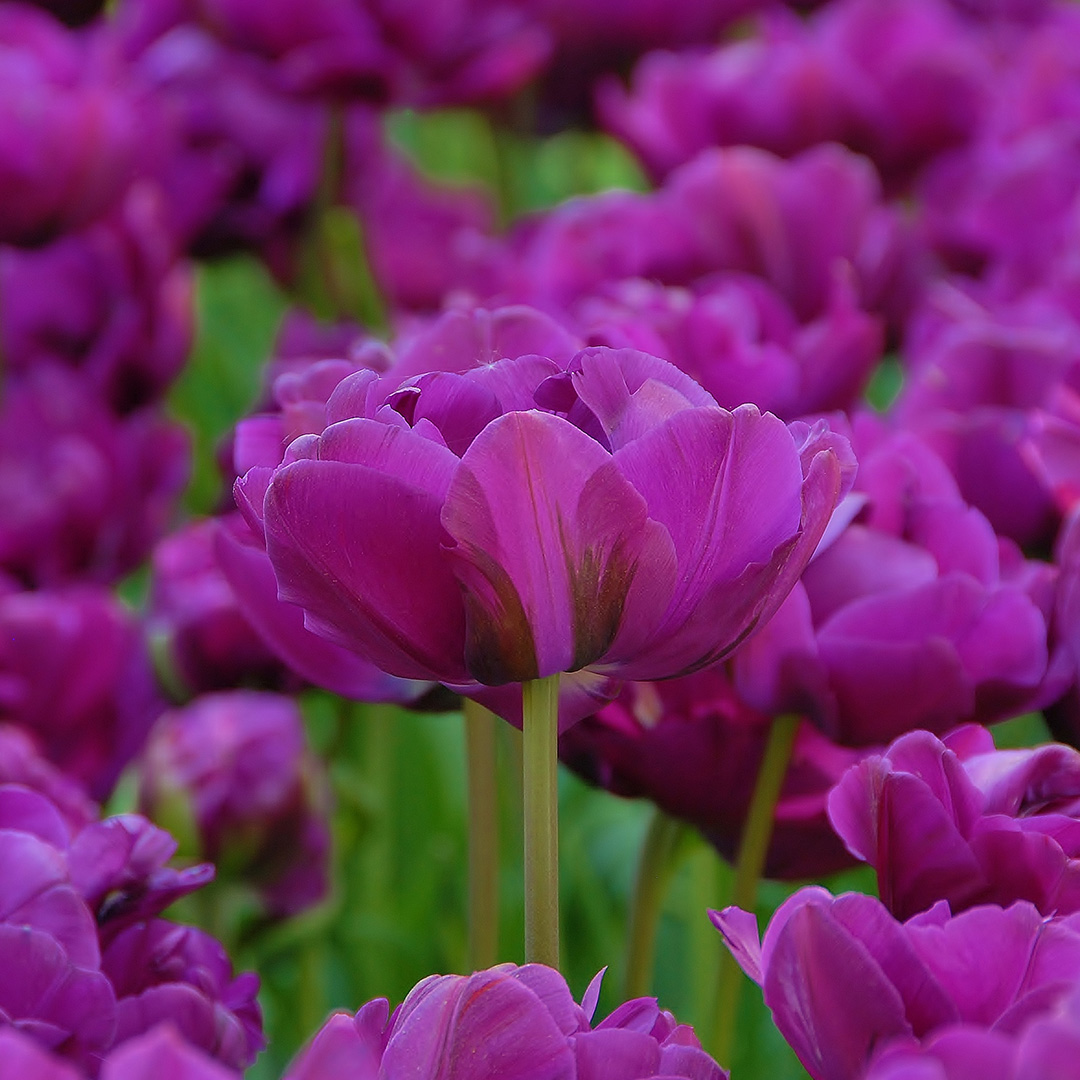 Tulp Negrita Double