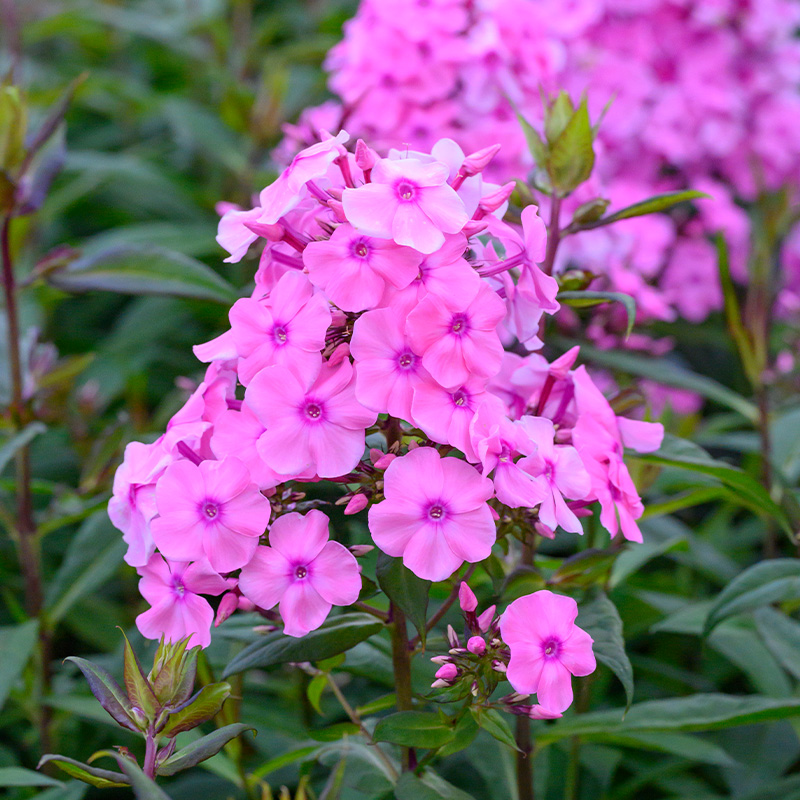 Phlox (P) 'Sweet Summer Fragrance'