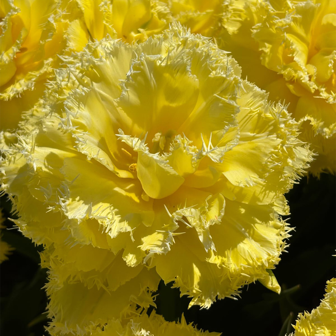 Tulp Lemon Shoot