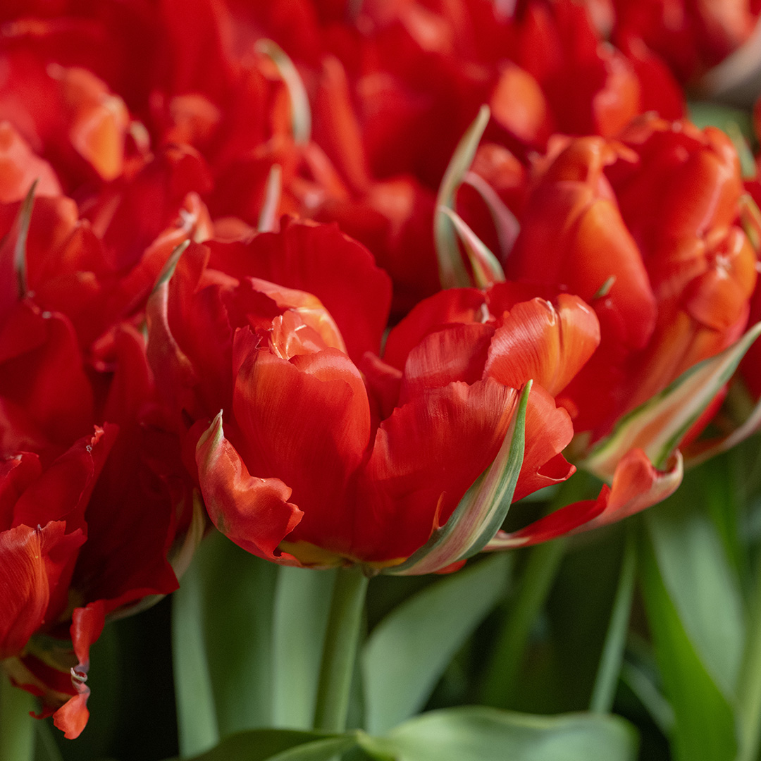 Tulip Love Valley