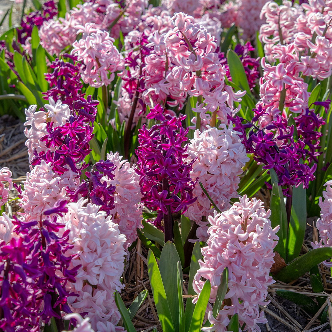 Hyacinth Pink Mixture