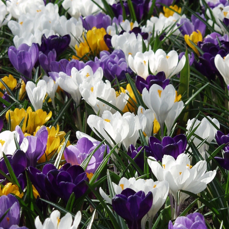 Crocus chrysanthus mélange