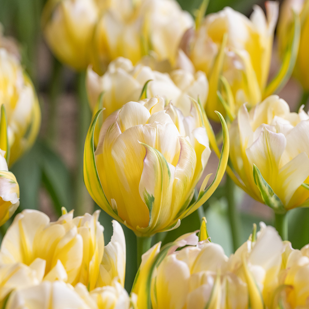 Tulp Sweet Valley