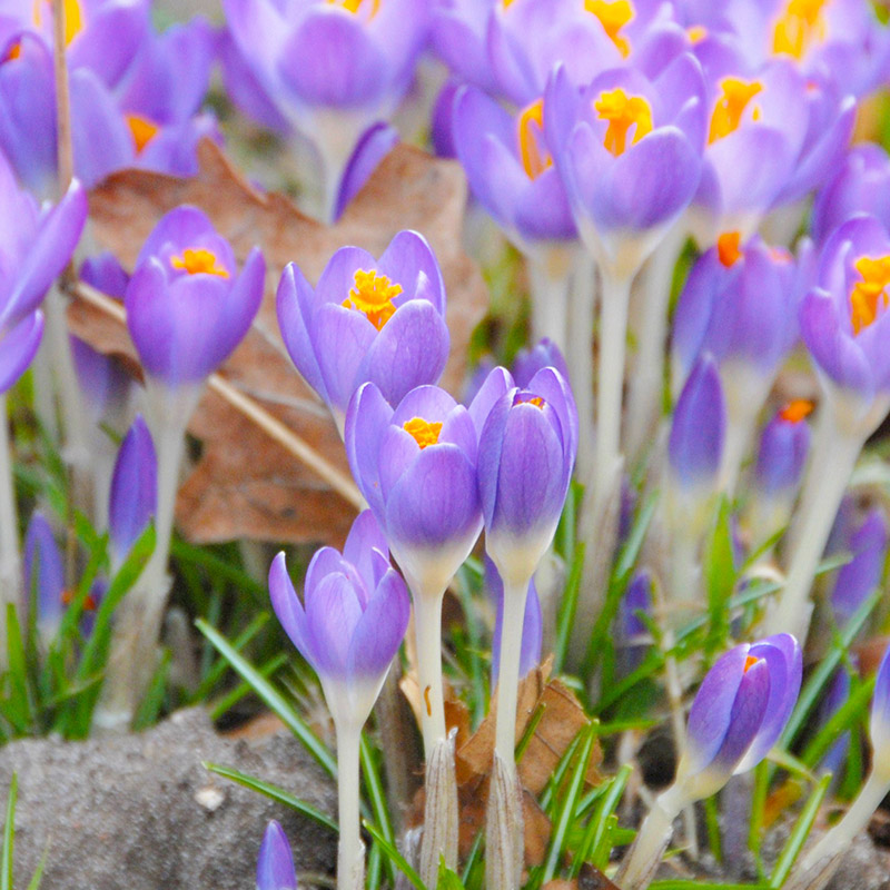 Crocus tomm. Barr's Purple