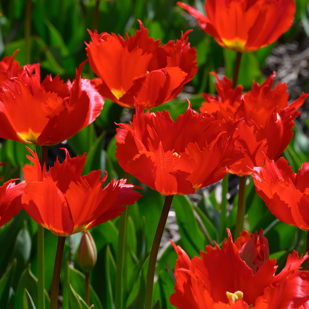 Tulp Robbedoes