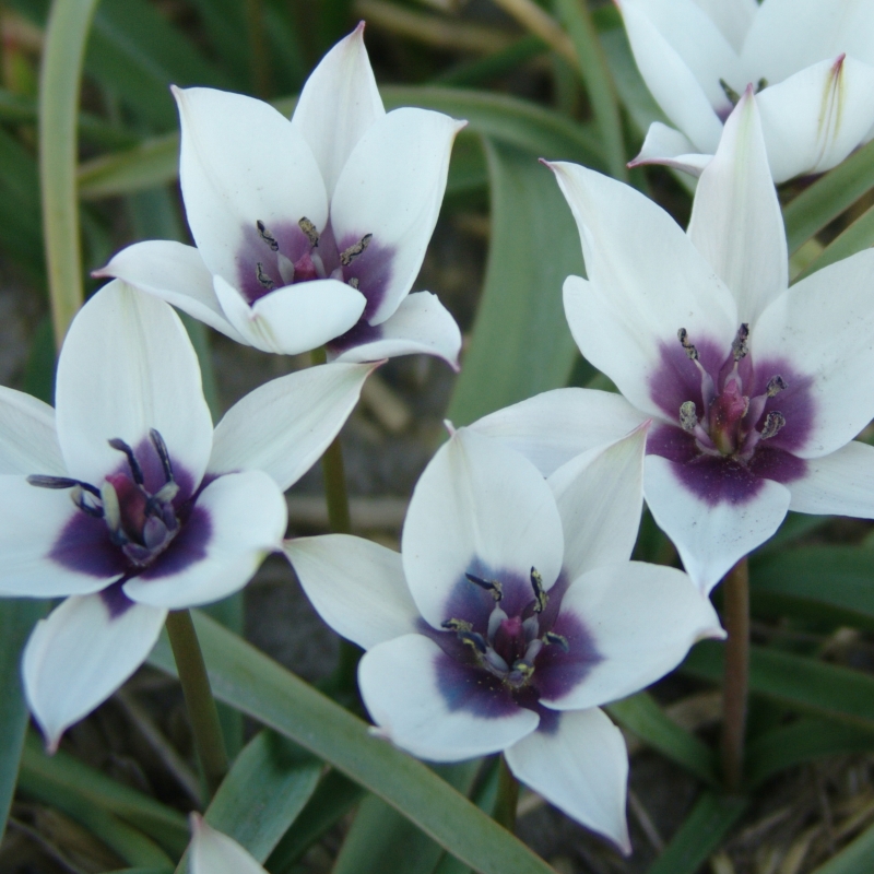 Tulipe humilis Alba Coerulea Oculata