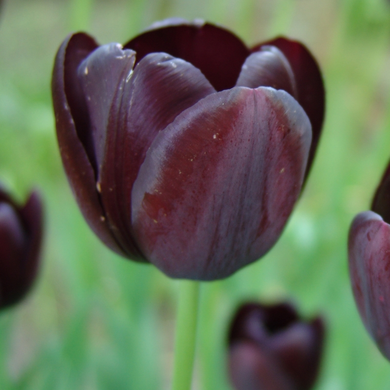 Tulipe Queen of Night