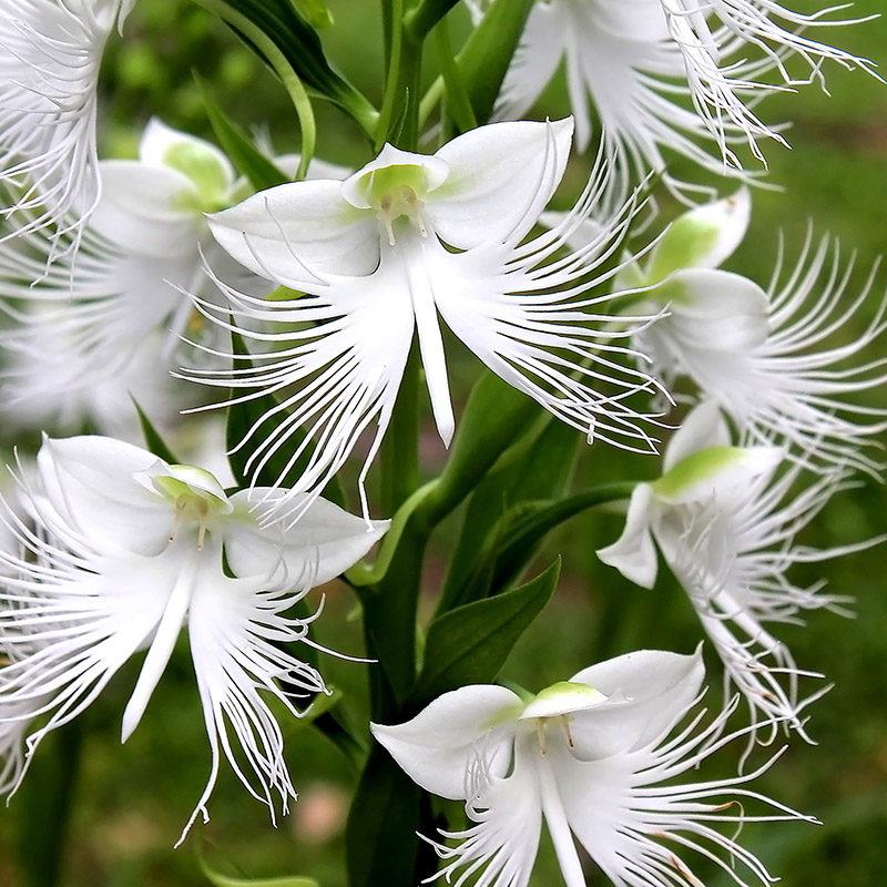 Habenaria Aoba