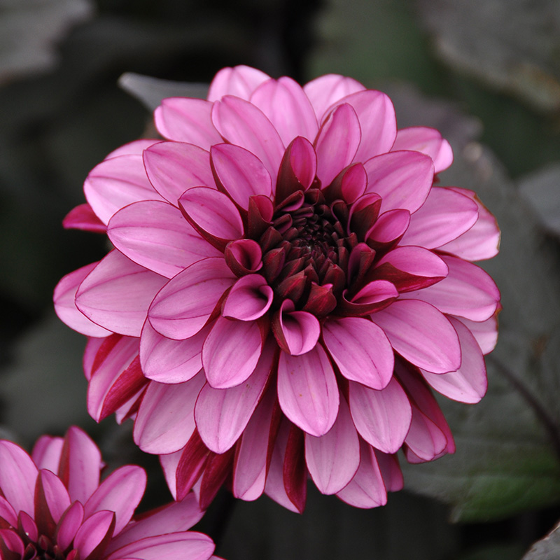 Dahlia Melissa Anne Marijke