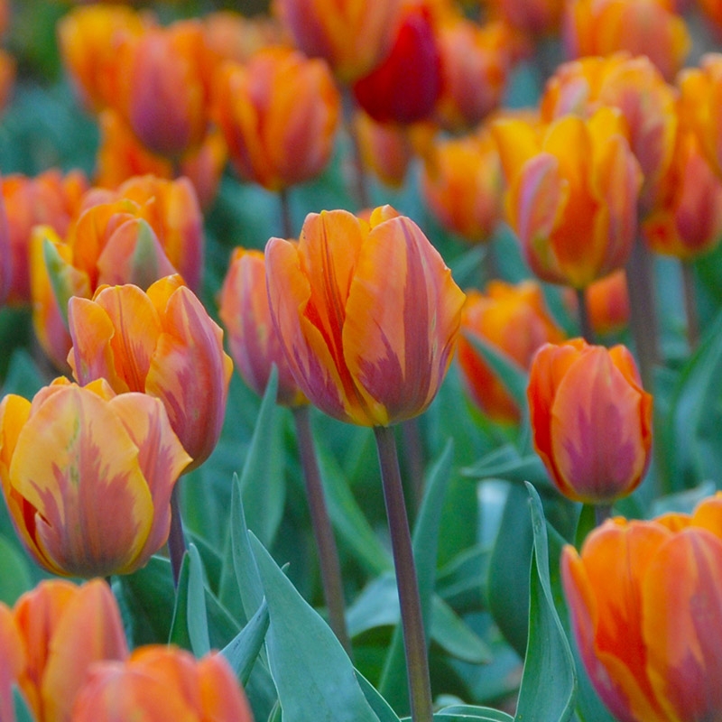 Emballage XL Tulipe Prinses Irene