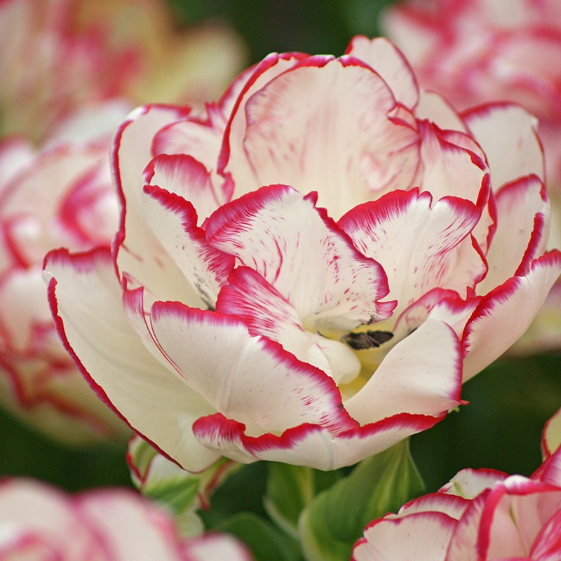 Tulipe Belicia®