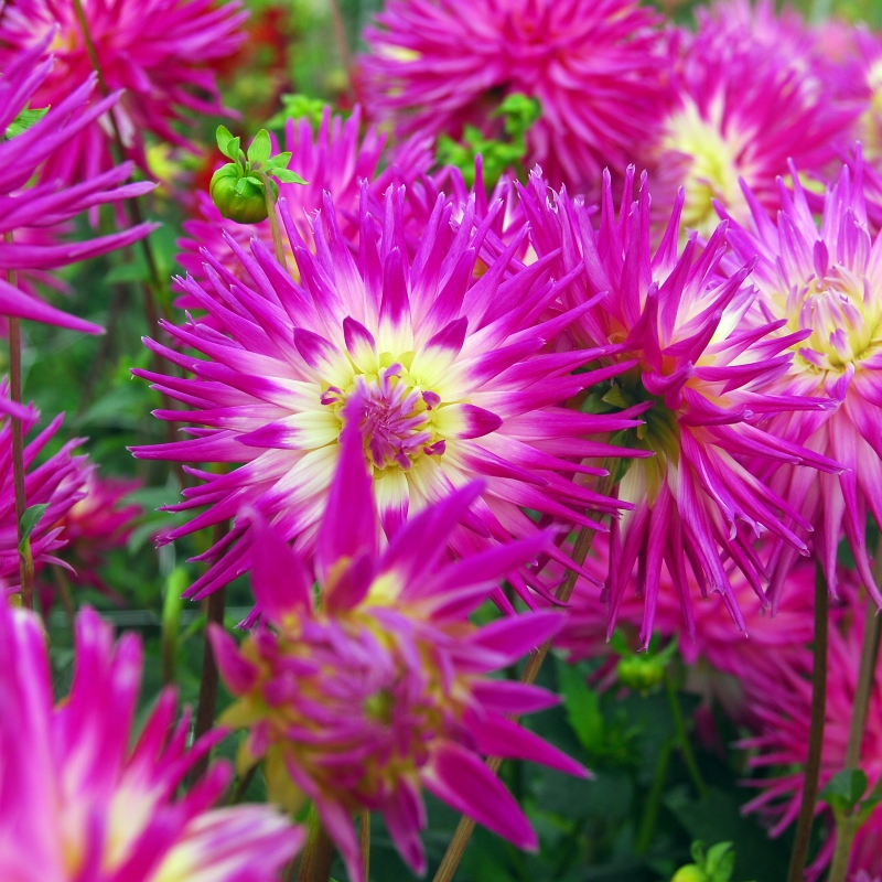 Dahlia Veritable